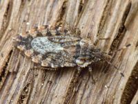 Aradus betulae