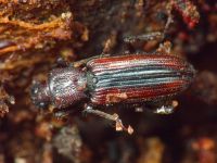 Bothrideres bipunctatus