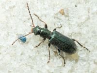 Orsodacne humeralis