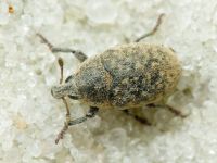 Larinus