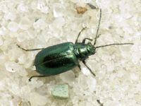 Altica
