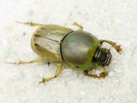 Euoniticellus fulvus