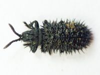 Hispa atra