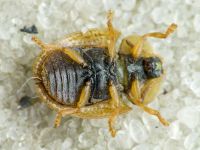 Hypocassida cornea