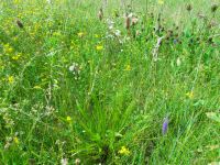 Plantago lanceolata