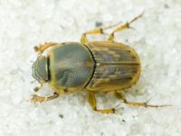 Euoniticellus fulvus