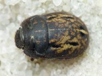 Odontoscelis (Odontoscelis) fuliginosa