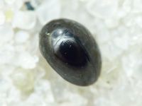 Phalacrus