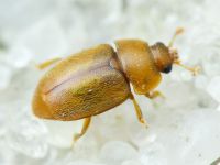 Nitidulidae