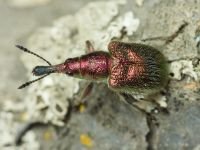 Rhynchites (Epirhynchites) auratus