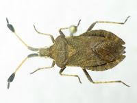 Enoplops disciger