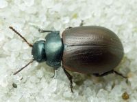Chrysolina marginata