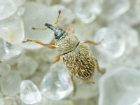Mecinus ictericus