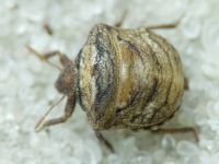 Vilpianus galii