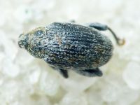 Pseudorchestes