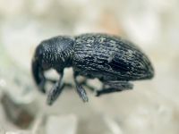 Smicronyx jungermanniae