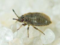 Acalypta marginata