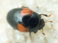 Tritoma bipustulata