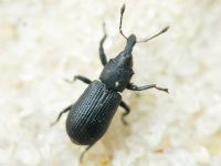 Magdalis (Odontomagdalis) armigera