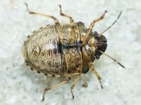 Rubiconia intermedia