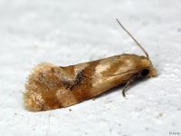 Phalonidia contractana