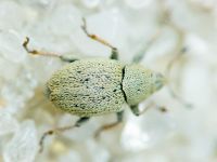 Sibinia (Sibinia) unicolor