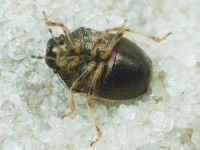 Neottiglossa pusilla