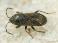 Megalonotus chiragra