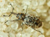 Smicronyx jungermanniae