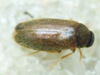 Scraptia fuscula