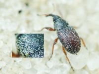 Mecinus plantaginis