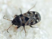 Pionosomus opacellus