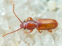 Placonotus testaceus