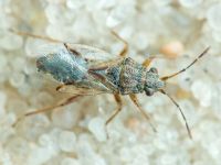 Nysius senecionis