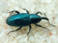 Aulacobaris lepidii