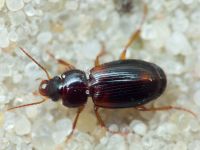 Trechus (Trechus) quadristriatus