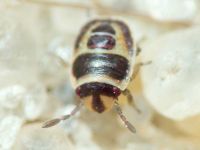 Heteroptera