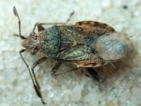 Stictopleurus punctatonervosus