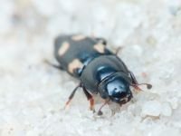 Glischrochilus (Librodor) quadrisignatus
