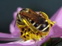 Hymenoptera