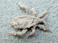 Reduvius personatus