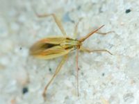Miridae