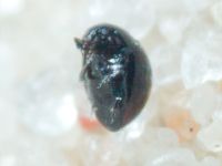 Sphaeriusidae