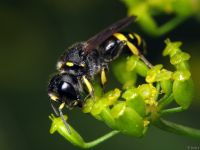 Ectemnius cephalotes