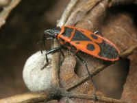 Pyrrhocoris apterus