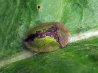 Cassida (Cassida) vibex