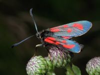 Zygaena loti