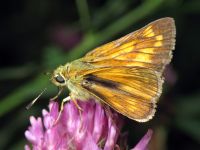 Ochlodes sylvanus