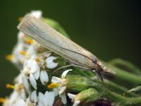 Crambidae