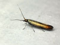 Coleophora spissicornis